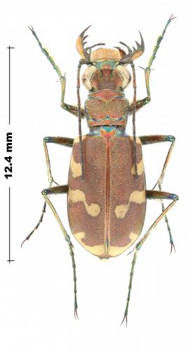 Cicindela restricta